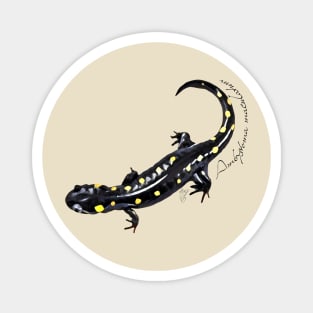 Spotted salamander art with scientific name Magnet